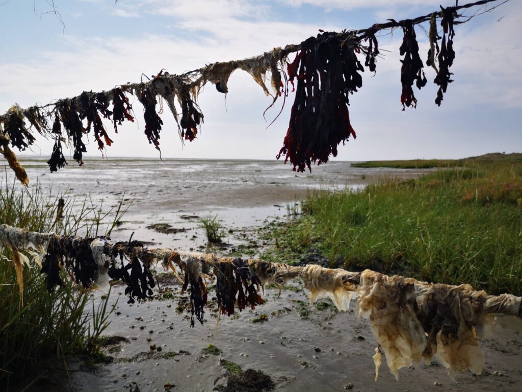 Go Mudflat Hiking Wadden Sea, The Netherlands - Walk in the Wadden Sea - UNESCO Heritage