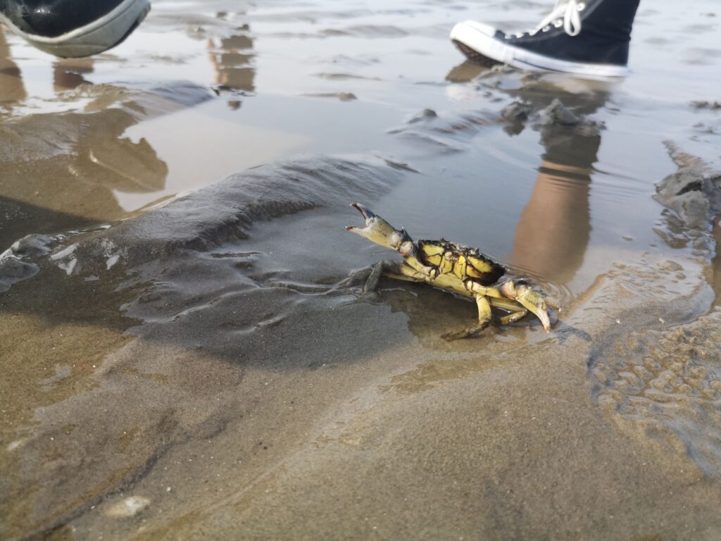 Uitleg over flora & fauna tijdens het waddenlopen - Nederland