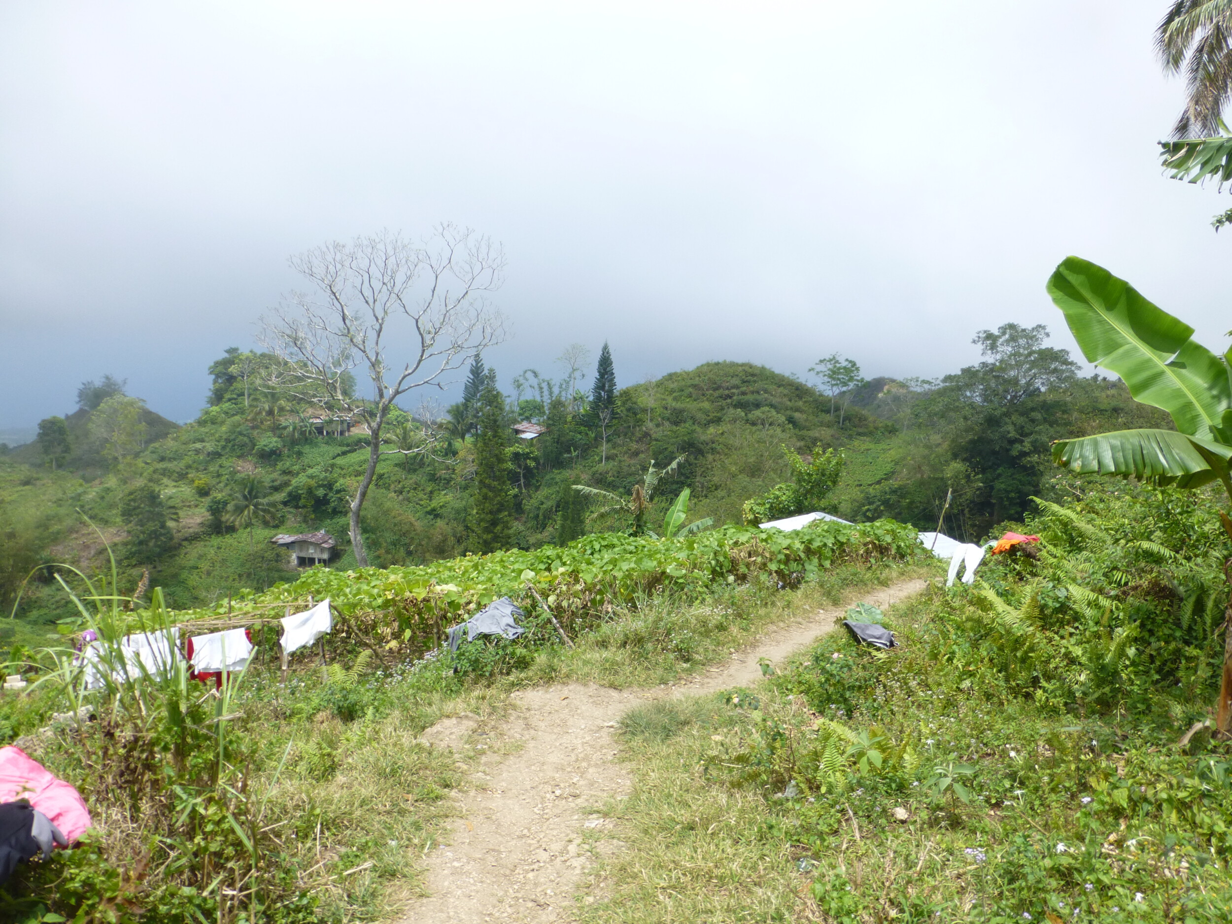 Osmena Peak Beklimmen Osmena Peak beklimmen - Cebu Island - Filipijnen