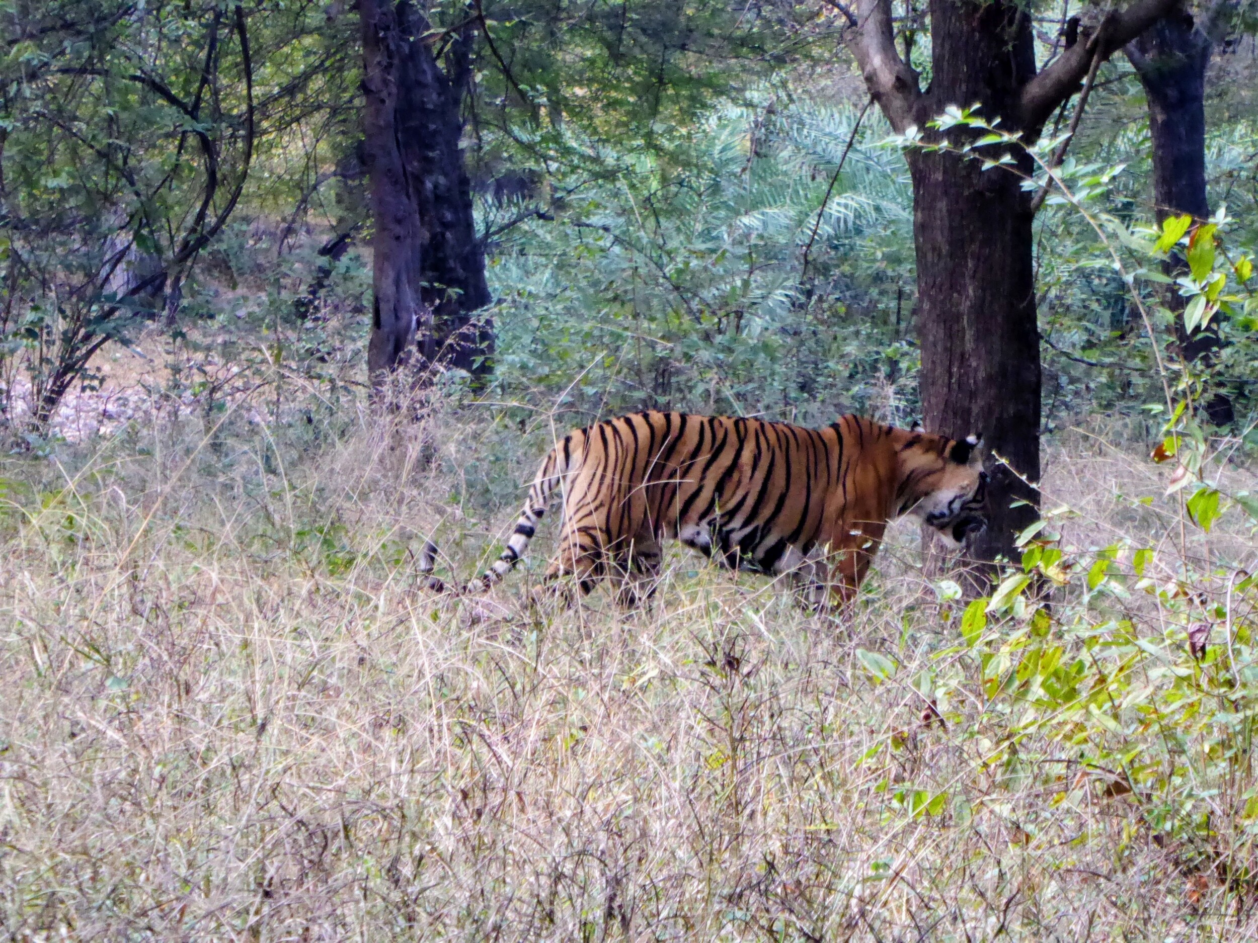 Tijger in het wild spotten in India