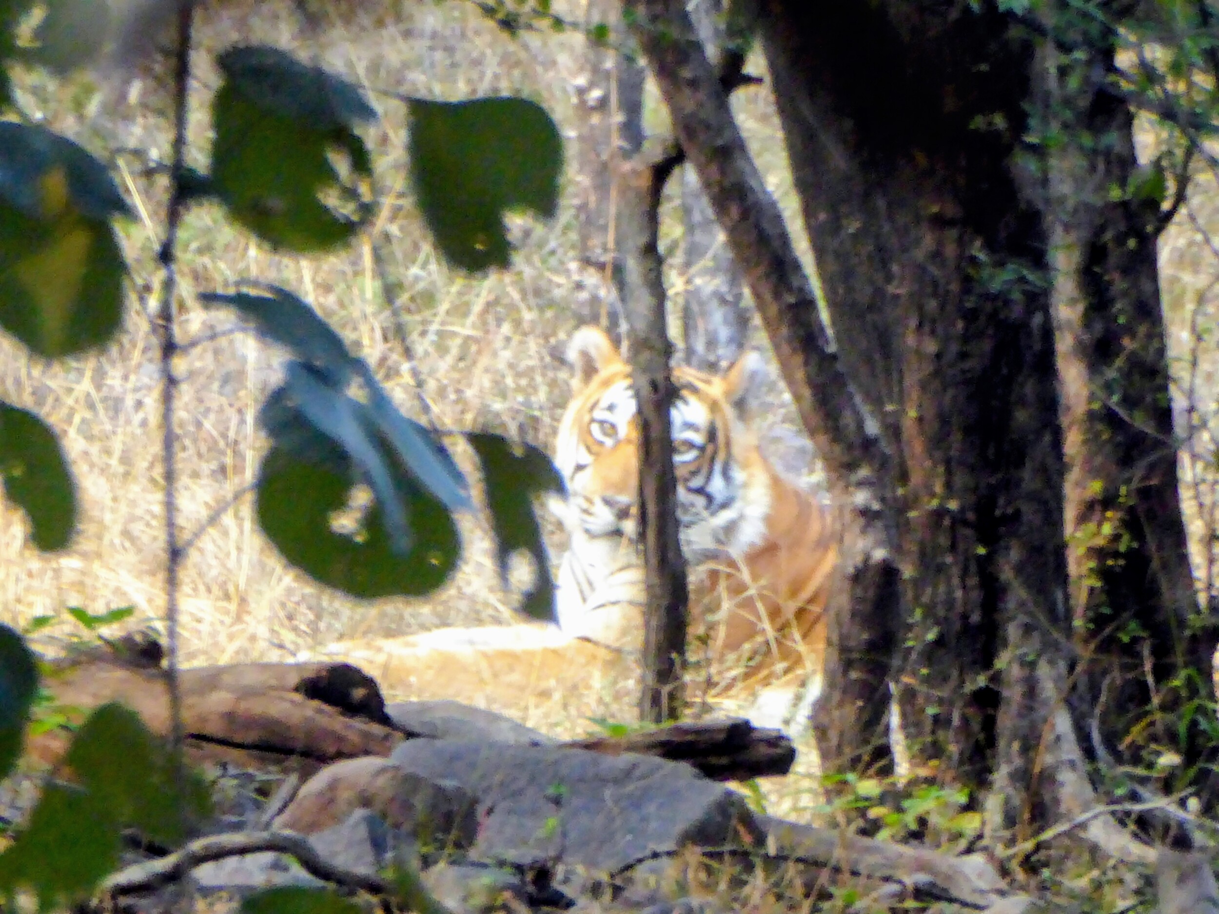 Tijger in het wild spotten in India