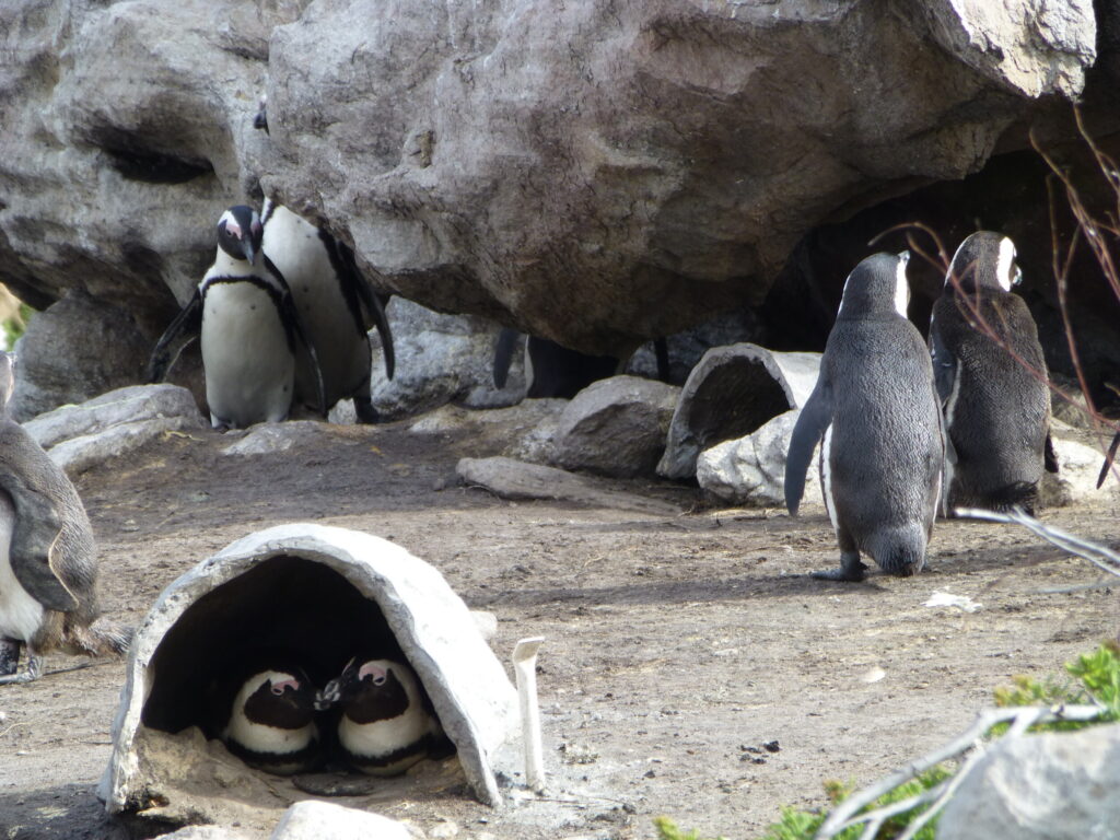 De pinquins bij Betty's Bay - Zuid Afrika