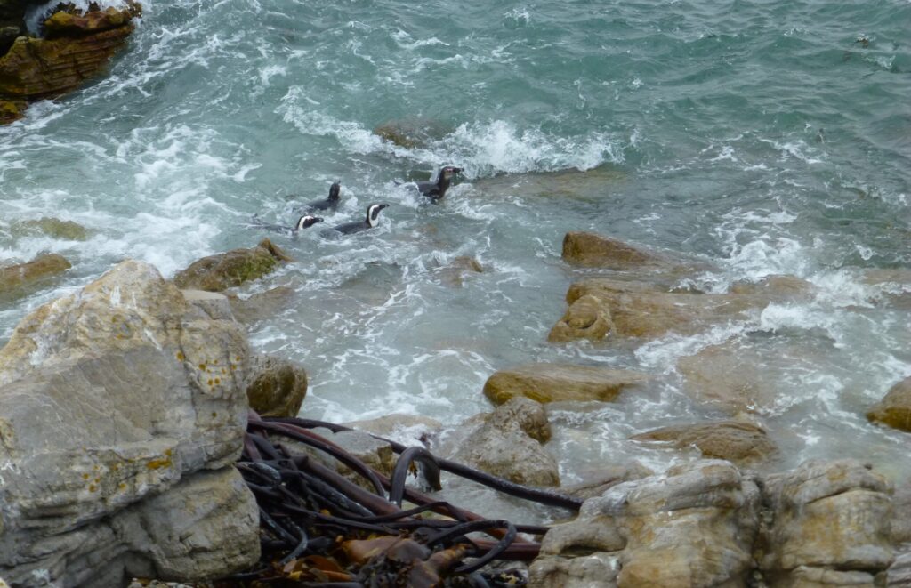 De pinquins bij Betty's Bay - Zuid Afrika