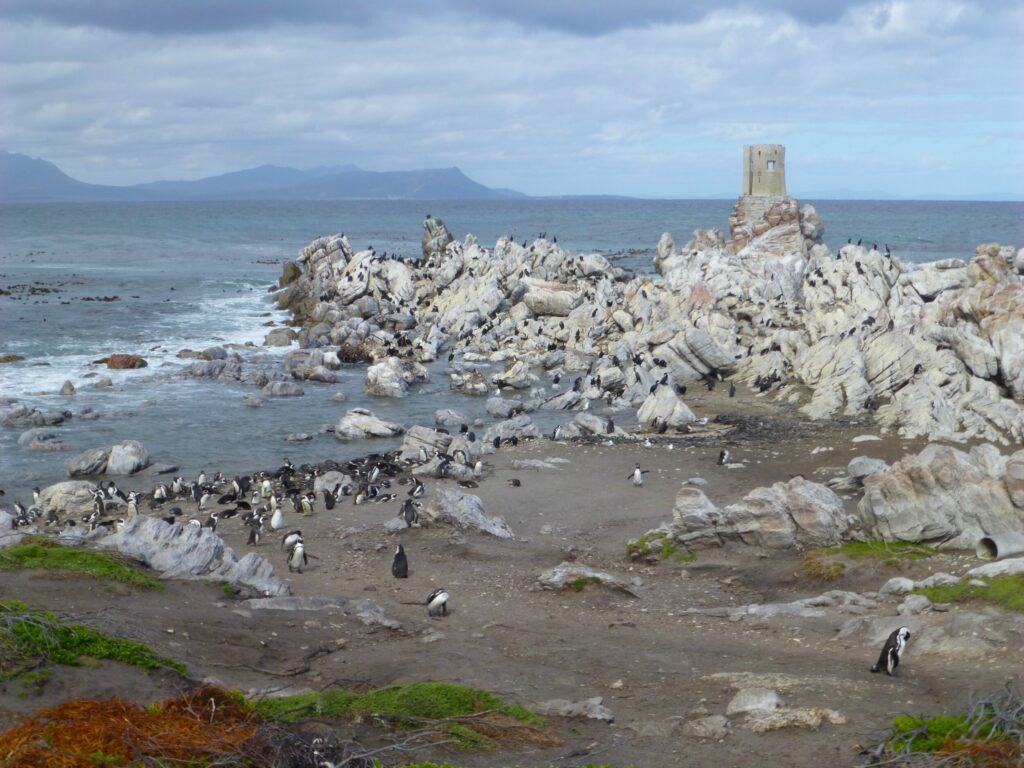 De pinquins bij Betty's Bay - Zuid Afrika