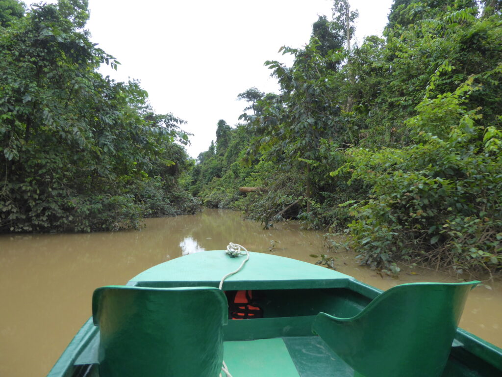 Jungle van Kota Kinabatangan