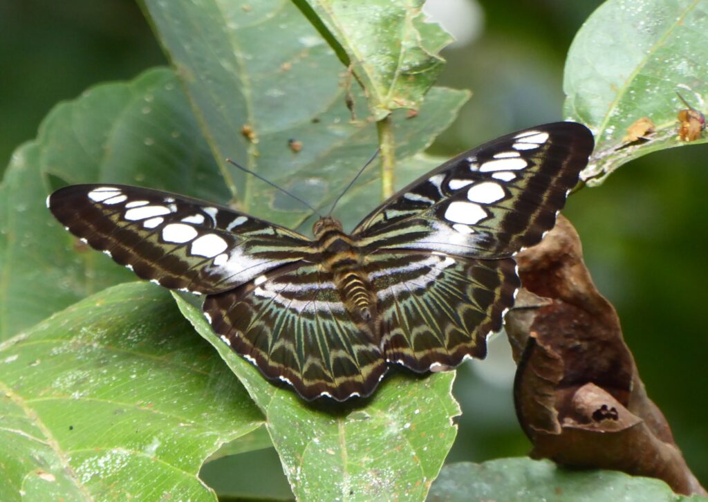 Jungle van Kinabatangan: Een Reis door de Biodiversiteit van Borneo - Maleisië