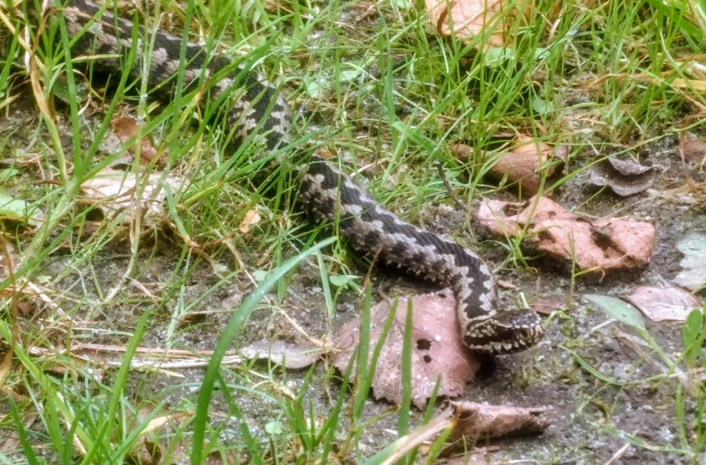 Adder in de Engbertsdijkvenen
