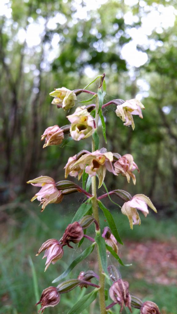 Herken de orchidee aan de bloem