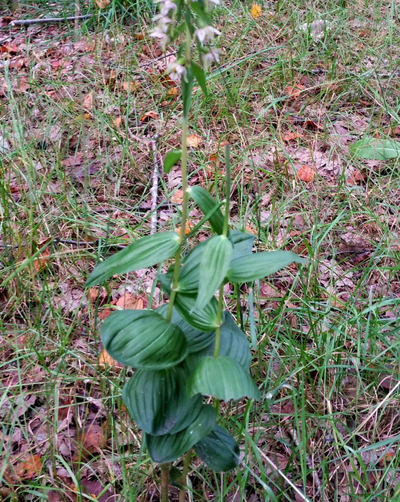 Herken de orchidee aan het blad