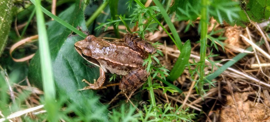 Kikker in de Engbertsdijksvenen