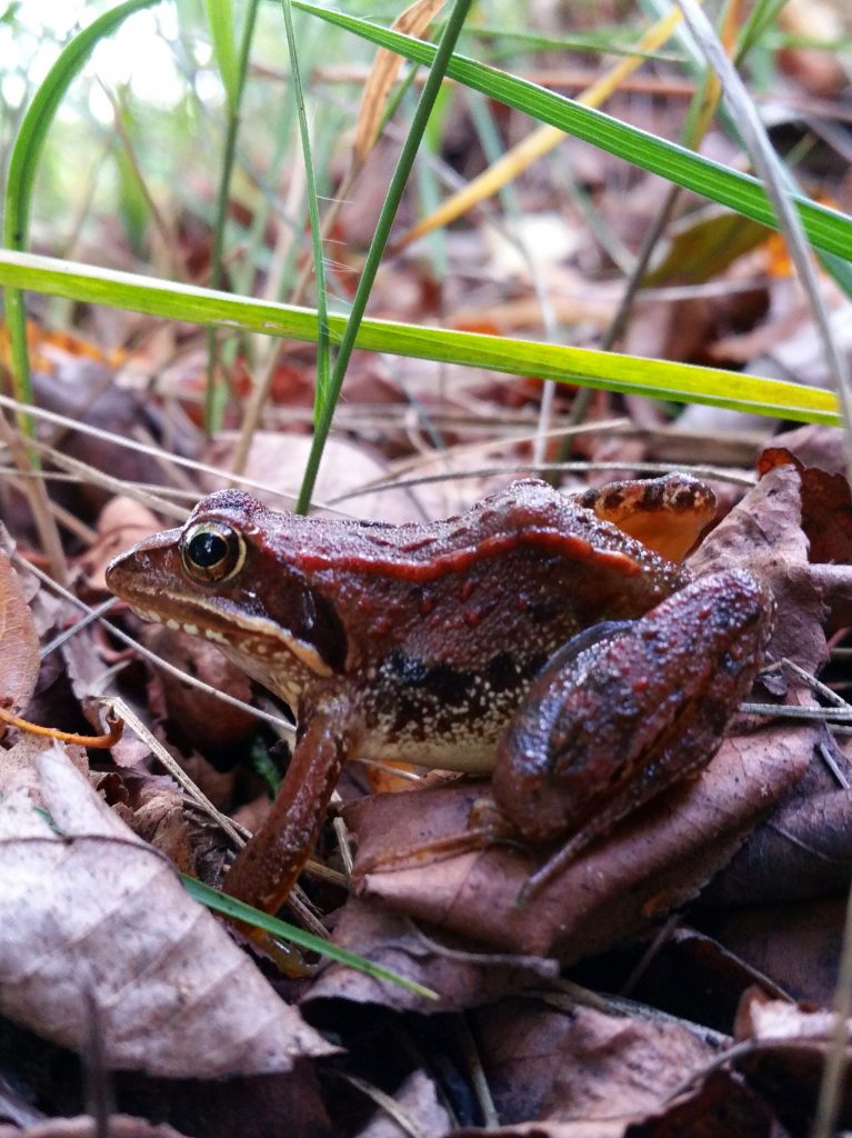 Kikker in de Engbertsdijkvenen - Vriezenveen Twenterand
