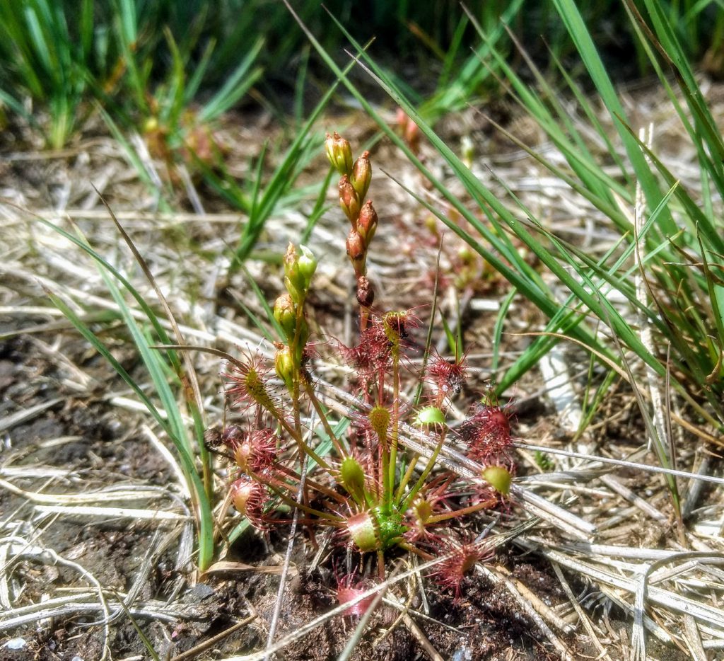 Vleesetende zonnedauw in de Engbertsdijksvenen langs het pad