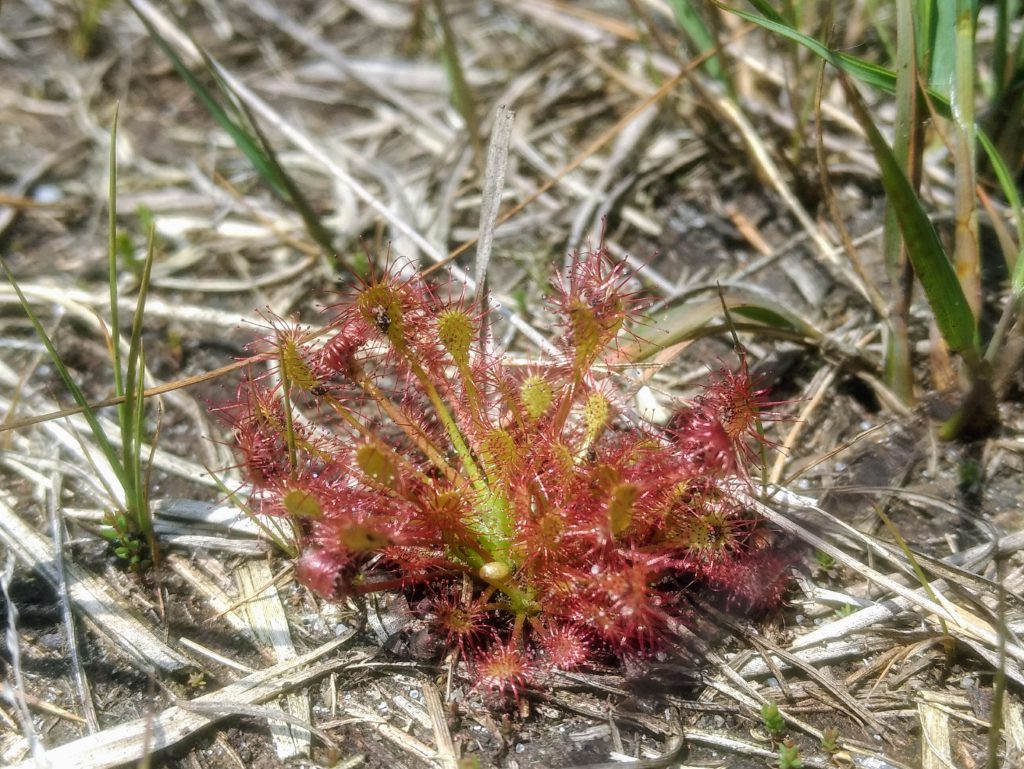 Vleesetende zonnedauw in de Engbertsdijksvenen langs het pad