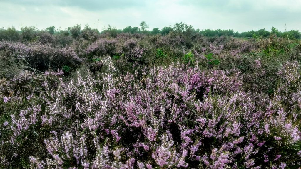 Wandelen in de Engbertsdijksvenen 3 startpunten voor een korte wandeling