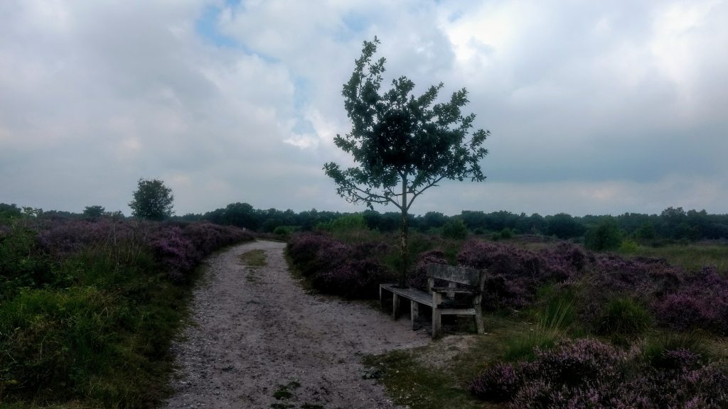 Wandelen in de Engbertsdijksvenen 3 startpunten voor een korte wandeling