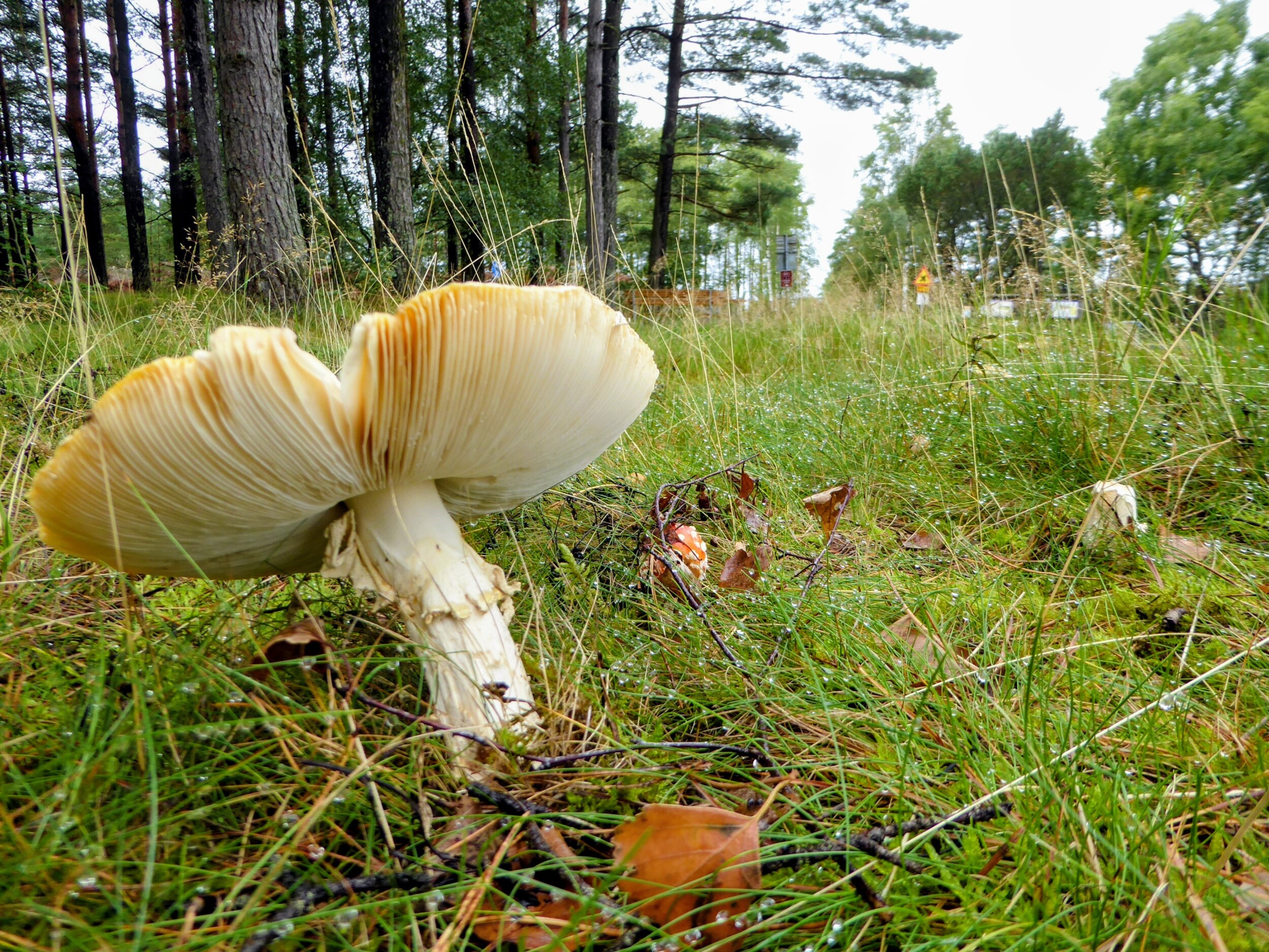 Paddenstoelen - kamperen langs de kust van Zweden - Kattegatleden