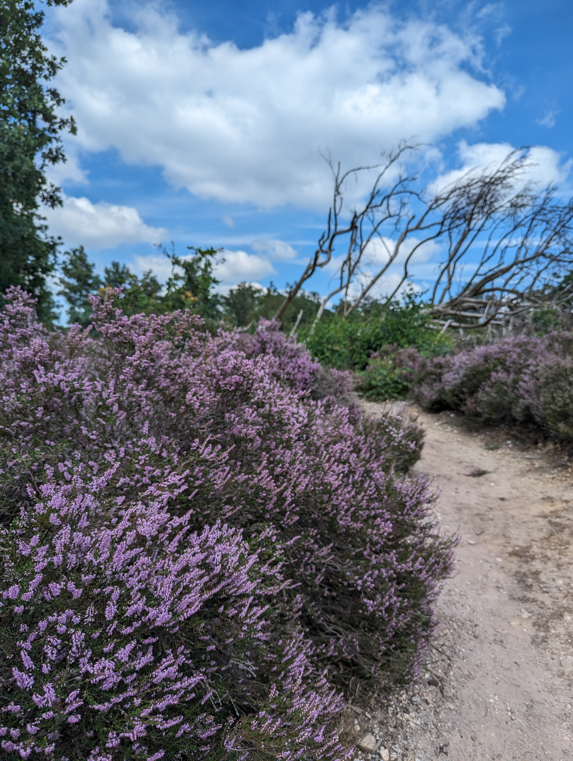 Paarse Heide op de Sallandse Heuvelrug - Wandelen in Hellendoorn