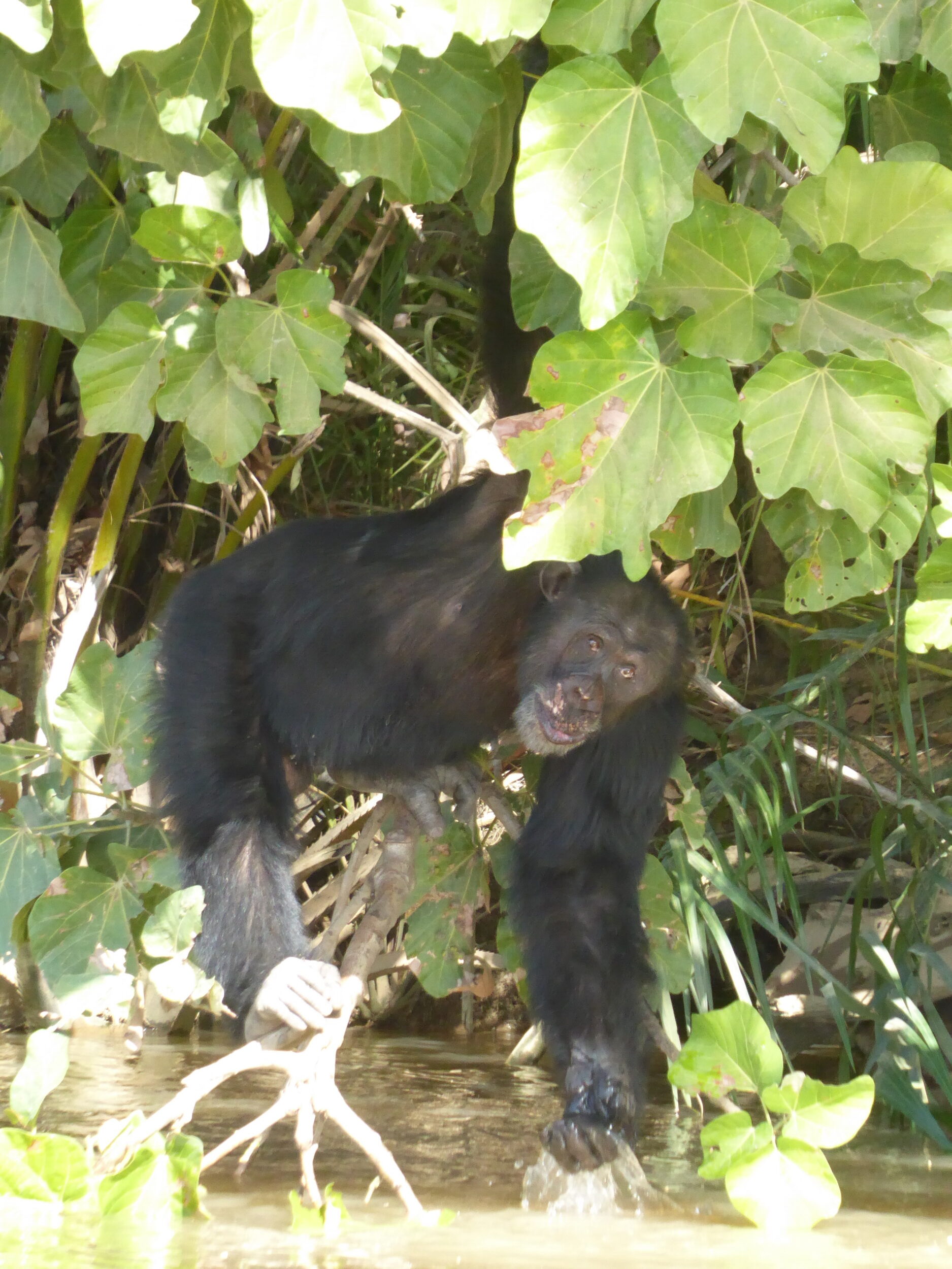 Chimpansee in The Gambia - Baboon Island