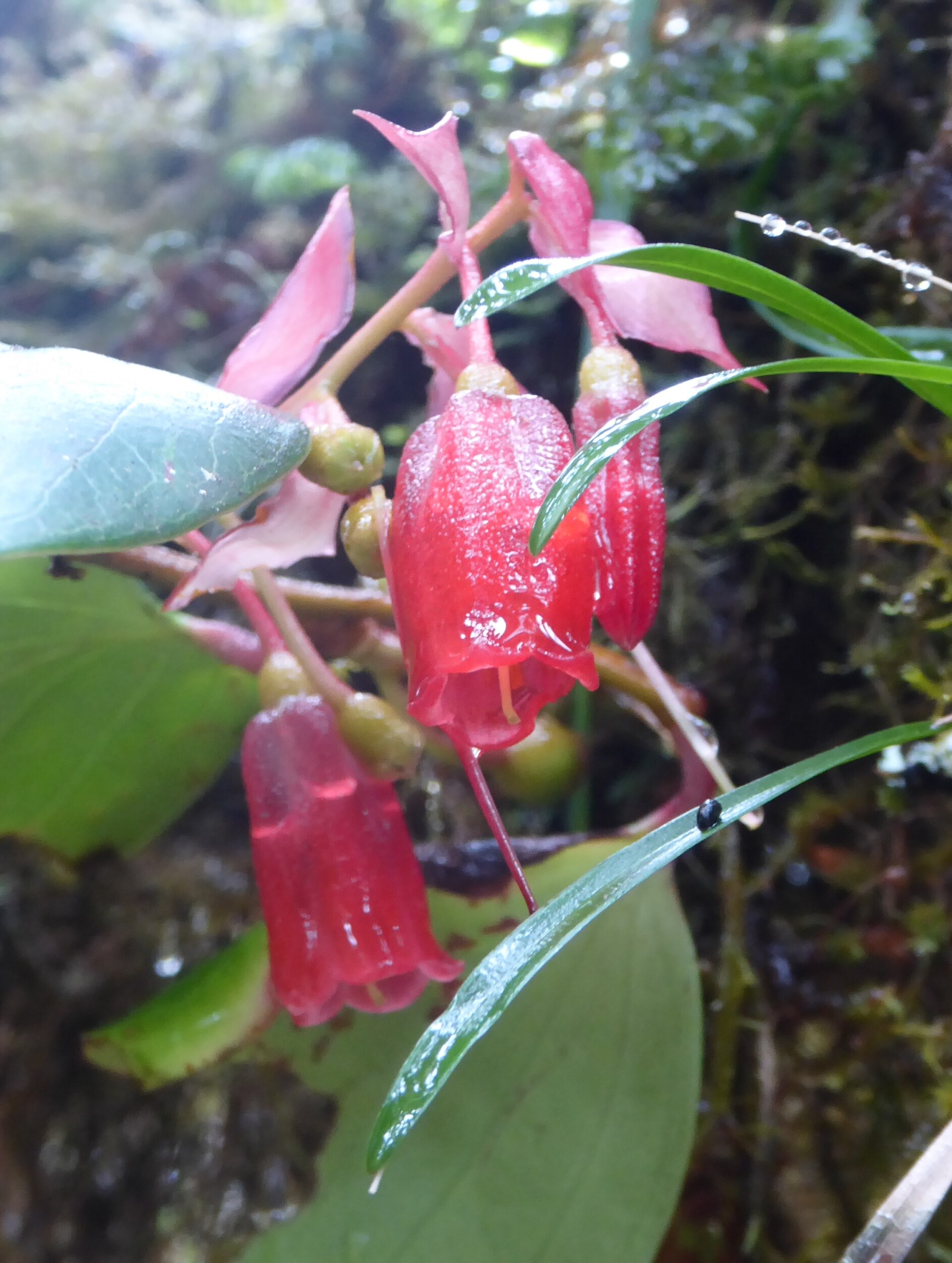 Bloemen  in het mossy forest - Mt Pulag