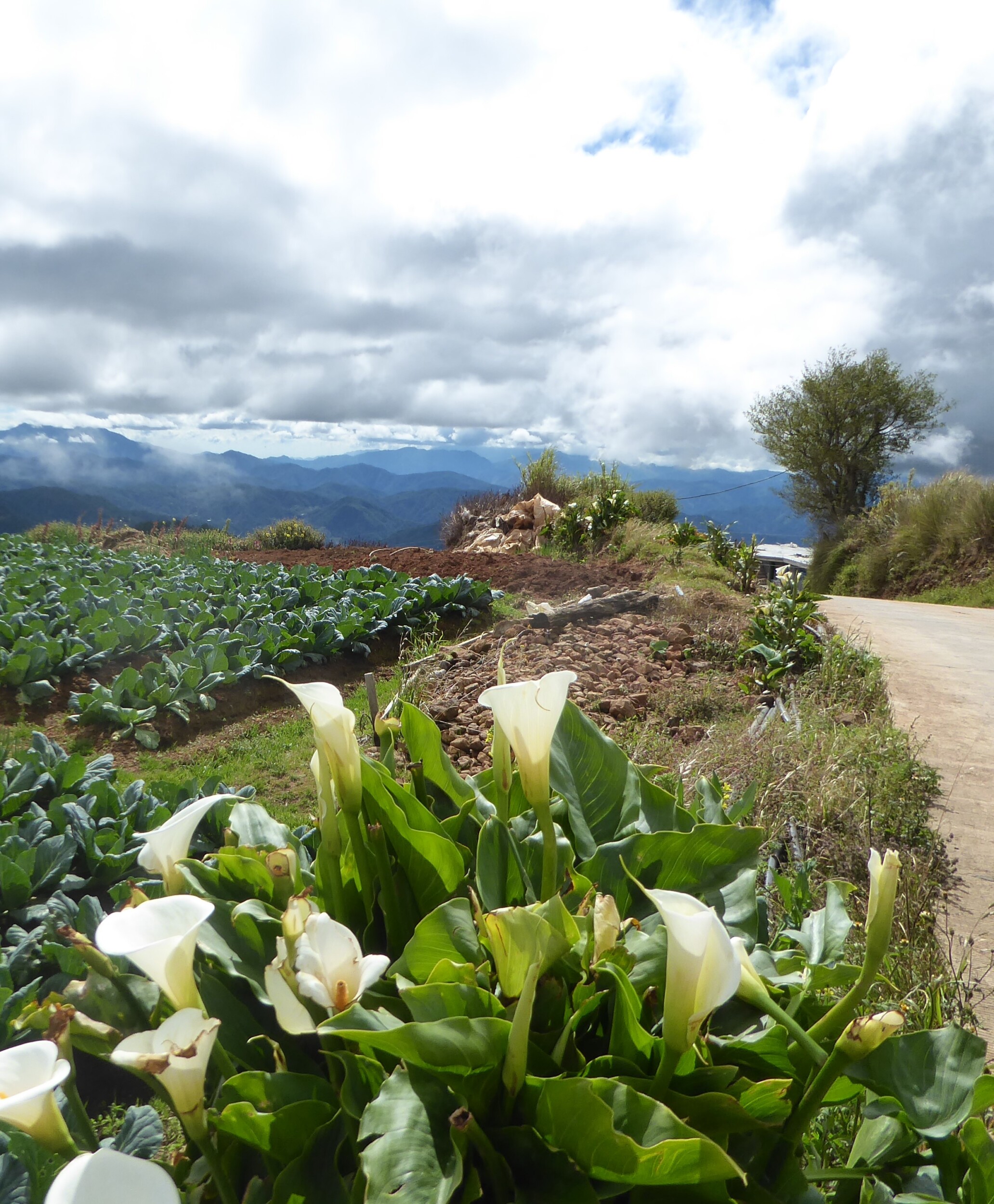 Mt Pulag nabij de Homestay