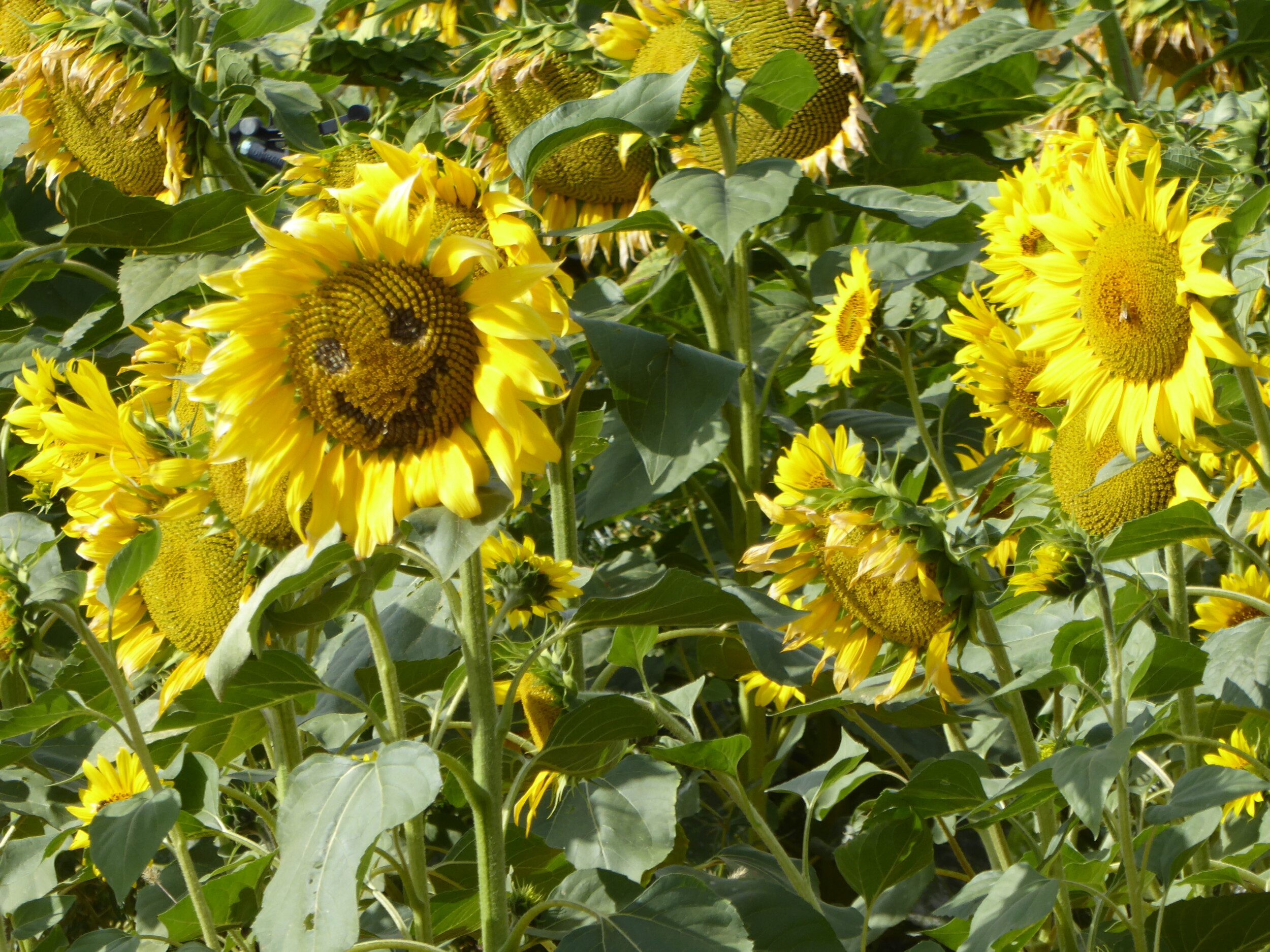 Blije zonnebloemen op de camino frances