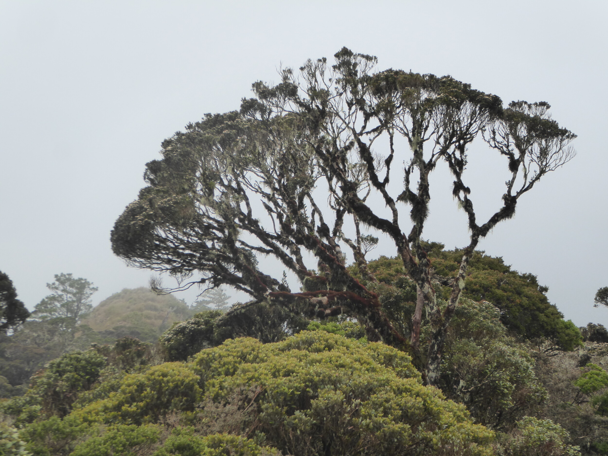 Het mossy forest op Mt Pulag