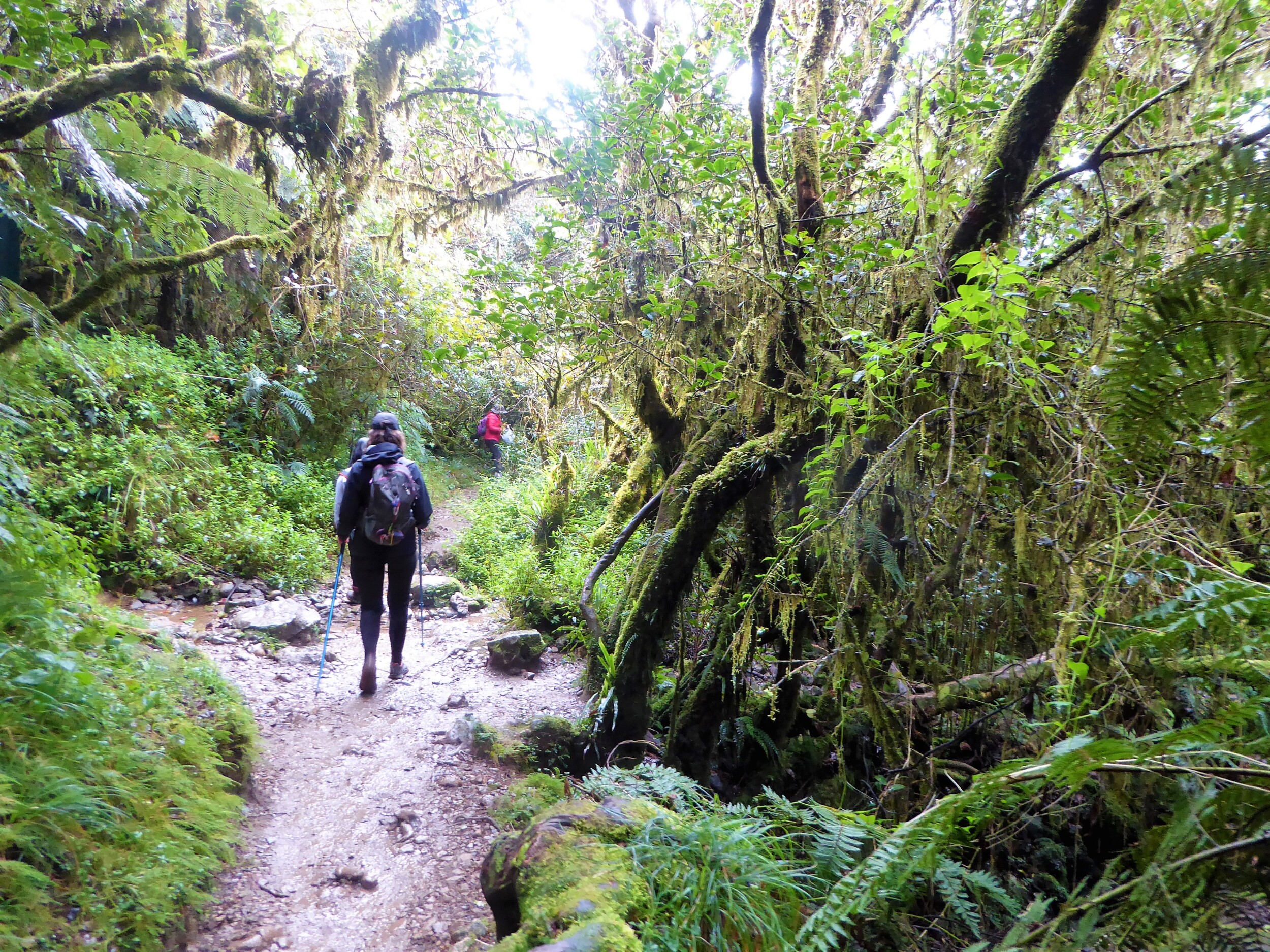 Wandelen in het mossy forest op Mt Pulag