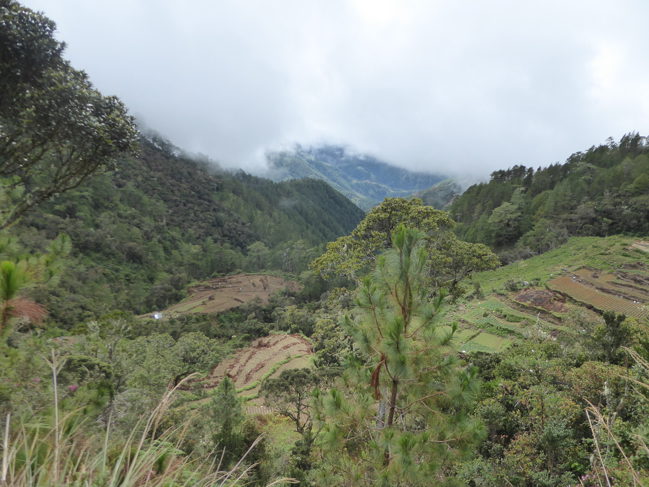Wandelen vanuit op Mt Pulag naar het dorp