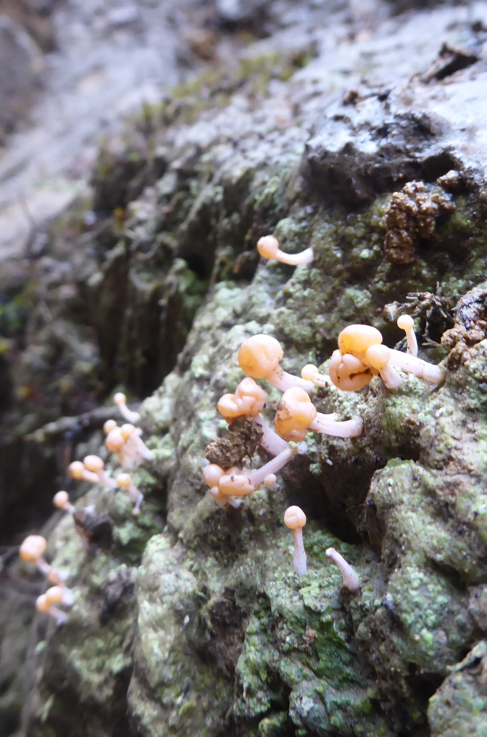 Paddenstoelen in het mossy forest - Mt Pulag