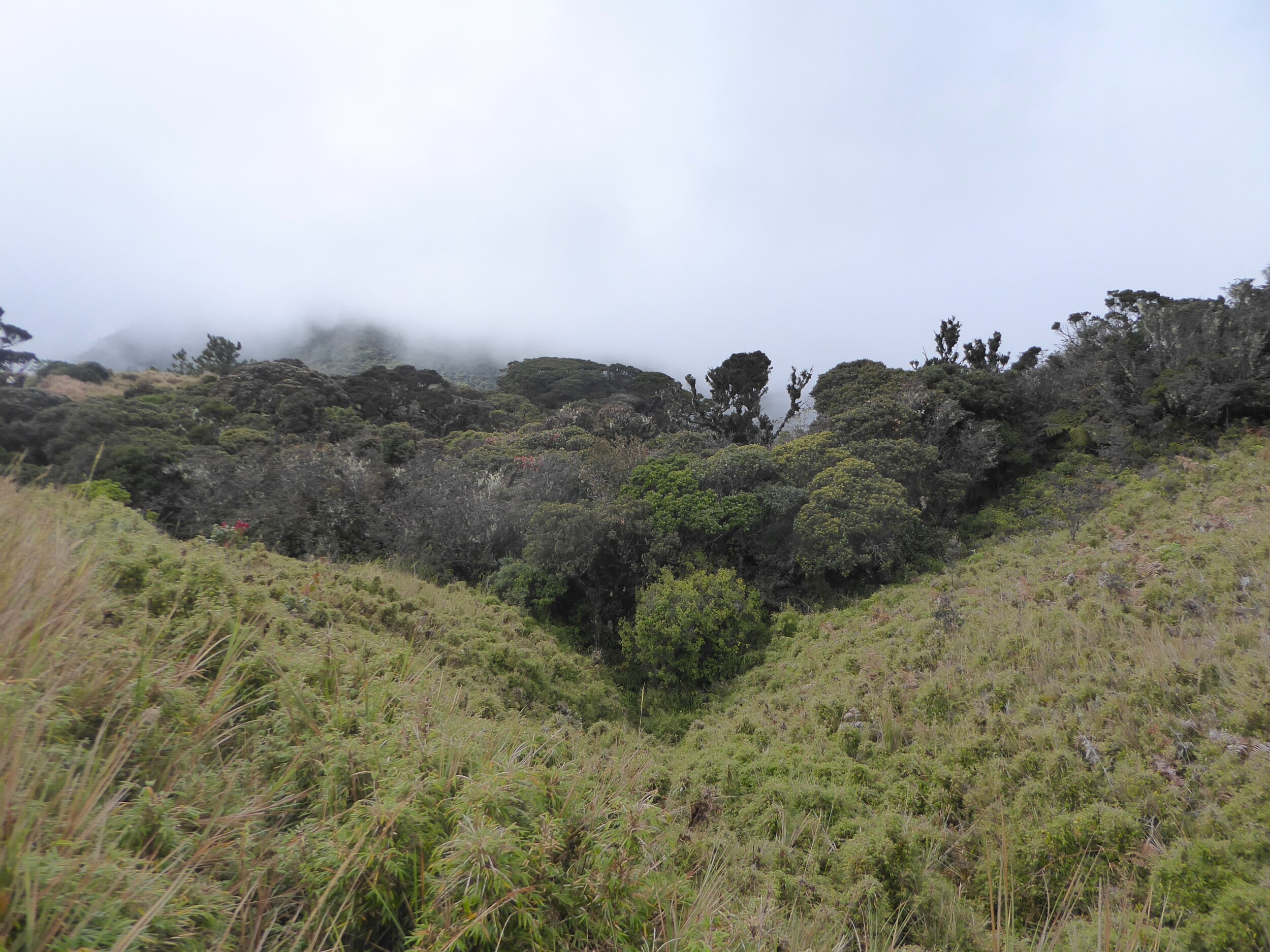 mossy forest op Mt Pulag