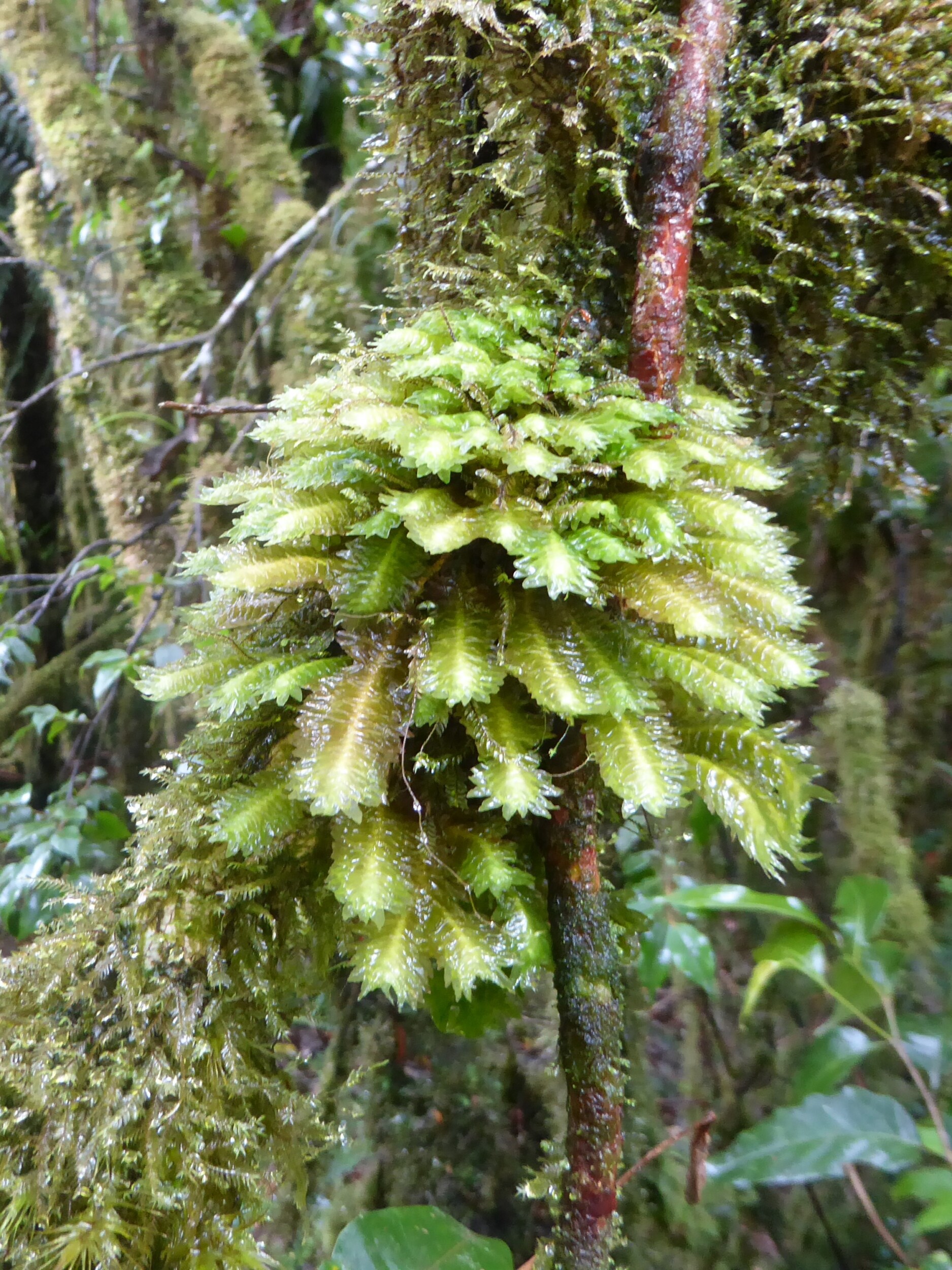 Groen in het mossy forest - Mt Pulag