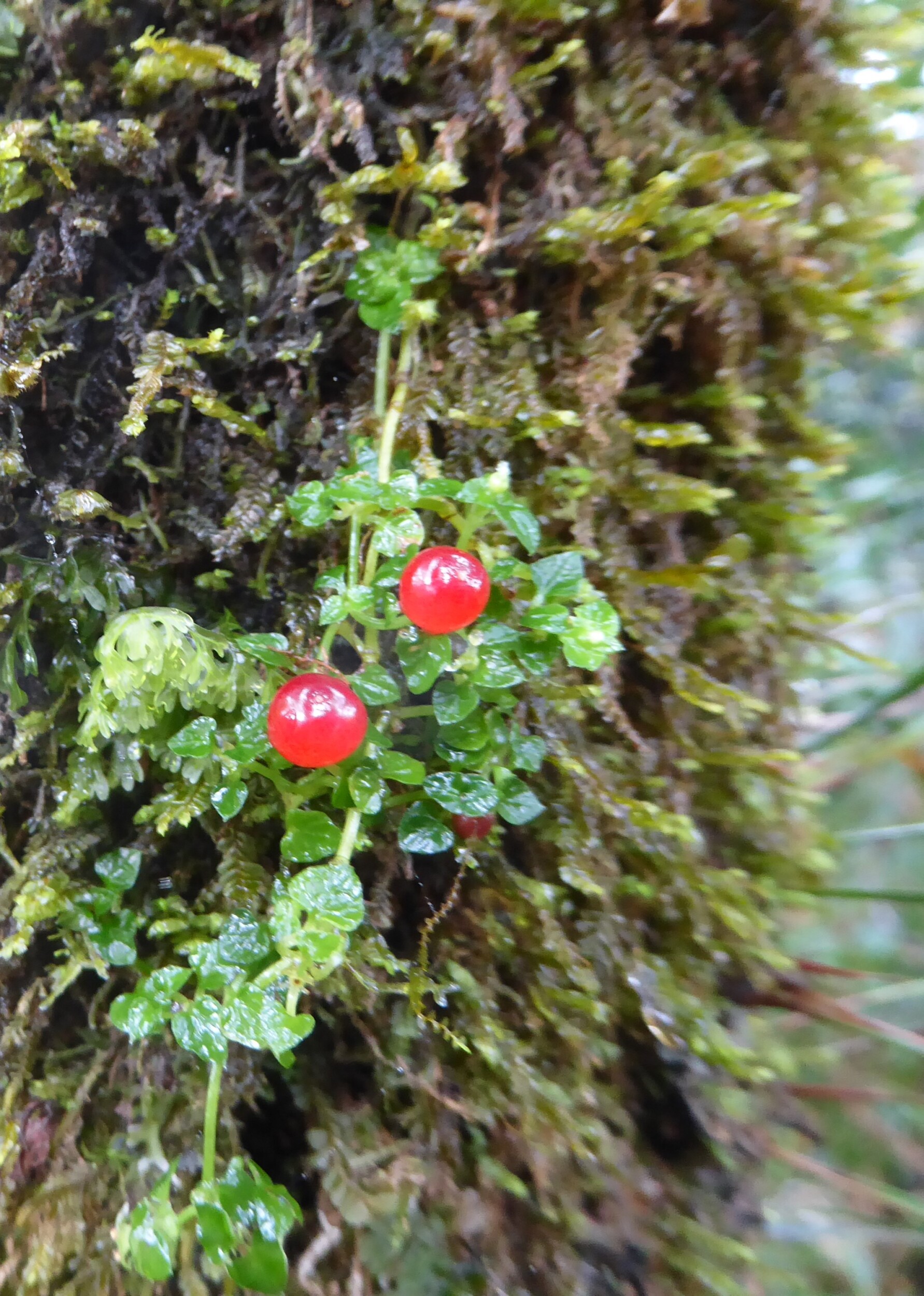 Bloemen in het mossy forest - Mt Pulag