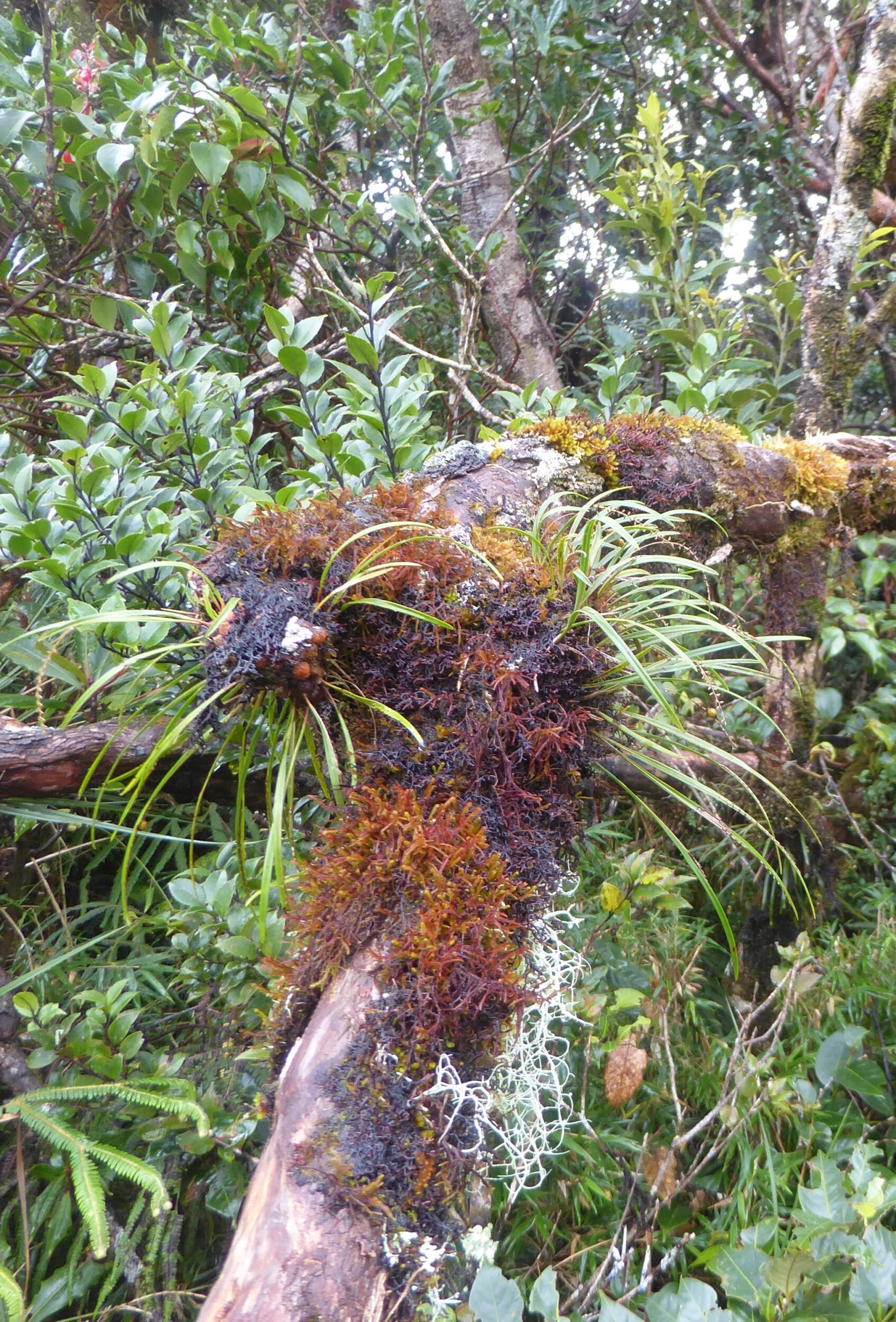 Groen in het mossy forest - Mt Pulag
