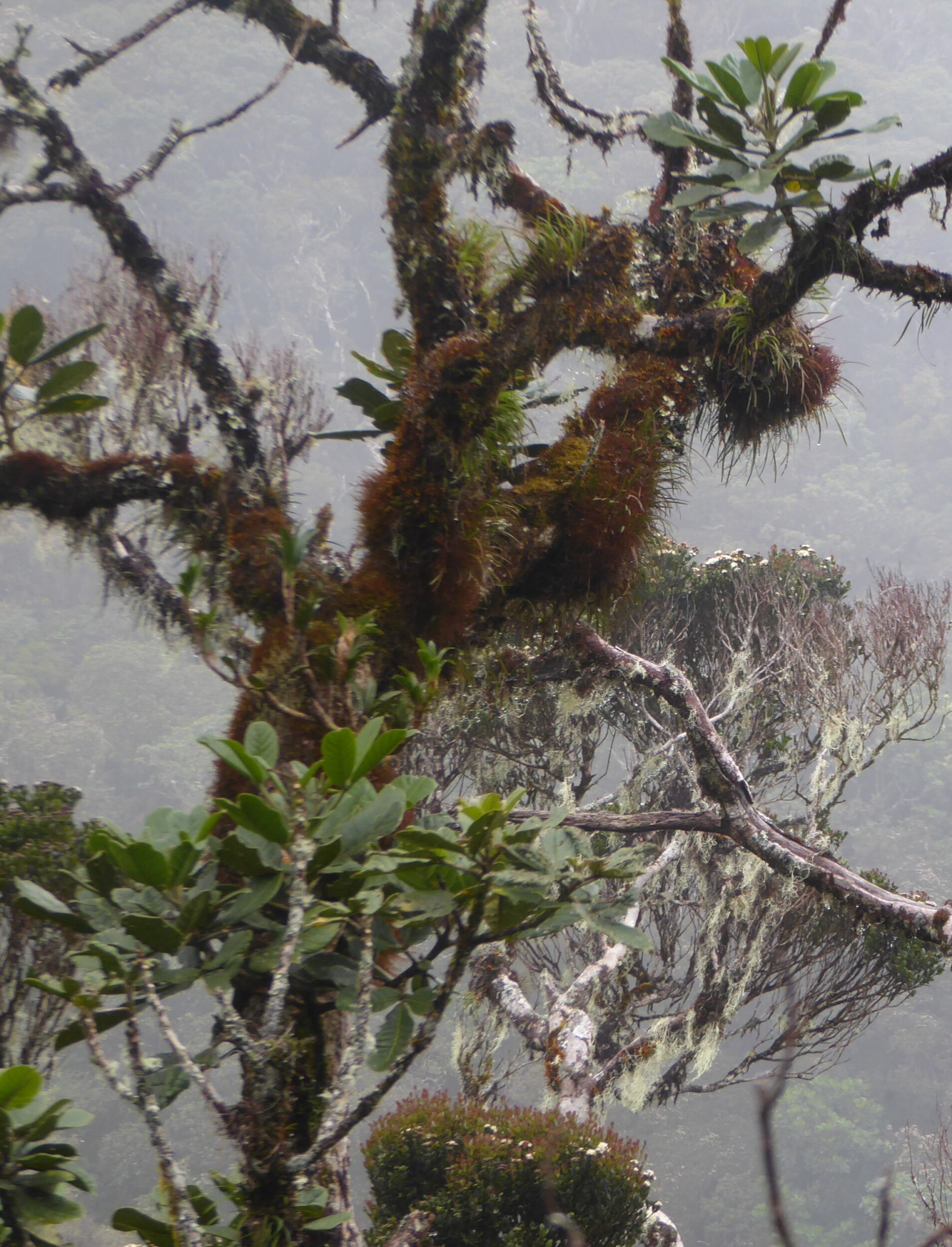 Bomen in het mossy forest - Mt Pulag
