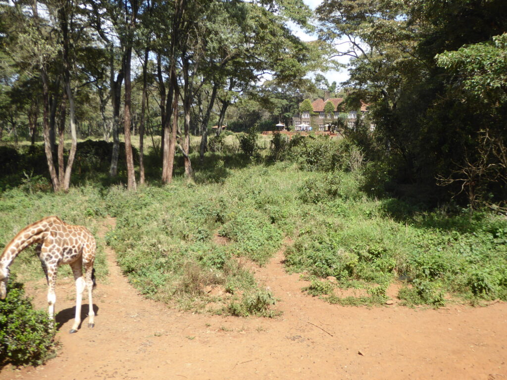 Wat te doen in Nairobi - Kenia Giraffe en het Giraffe Manor op de achtergrond