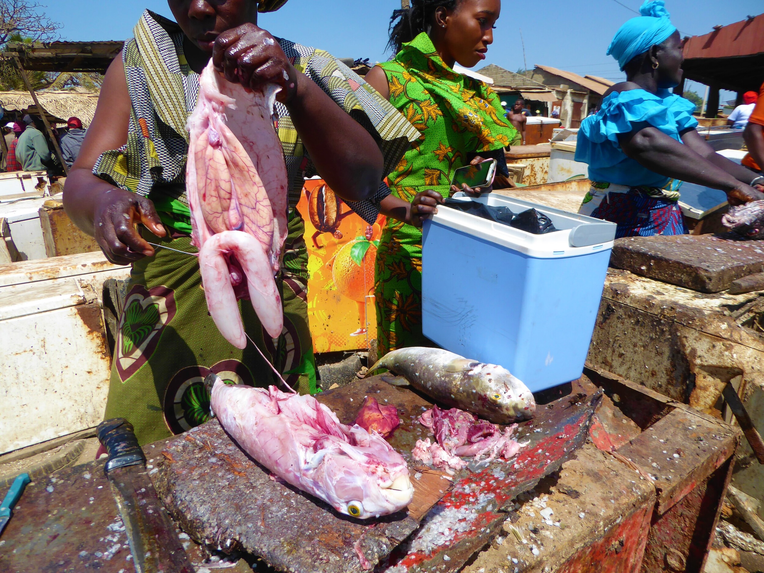 Fietsen naar de Vismarkt van Tanji in The Gambia