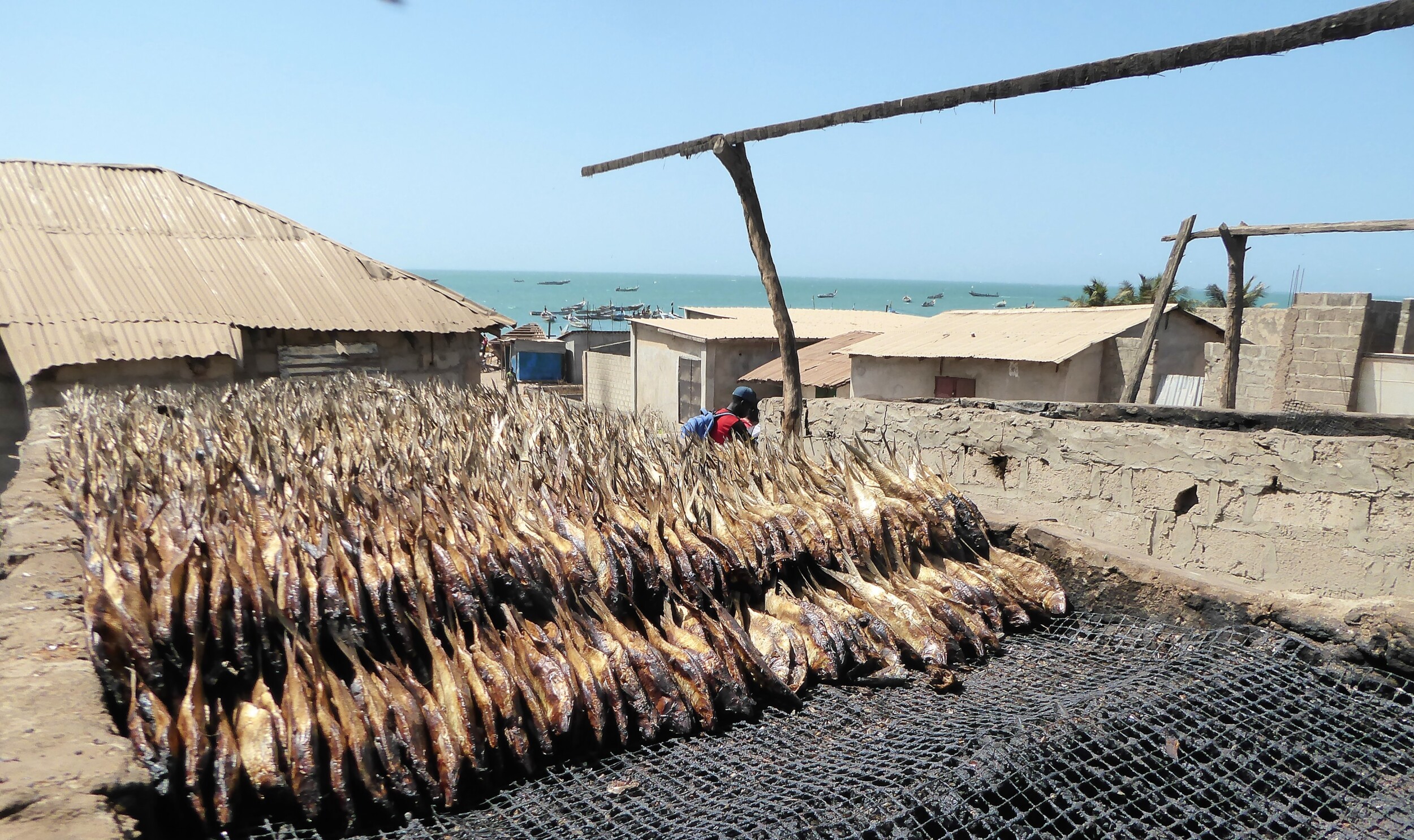 De Vis op de Vismarkt van Tanji in The Gambia