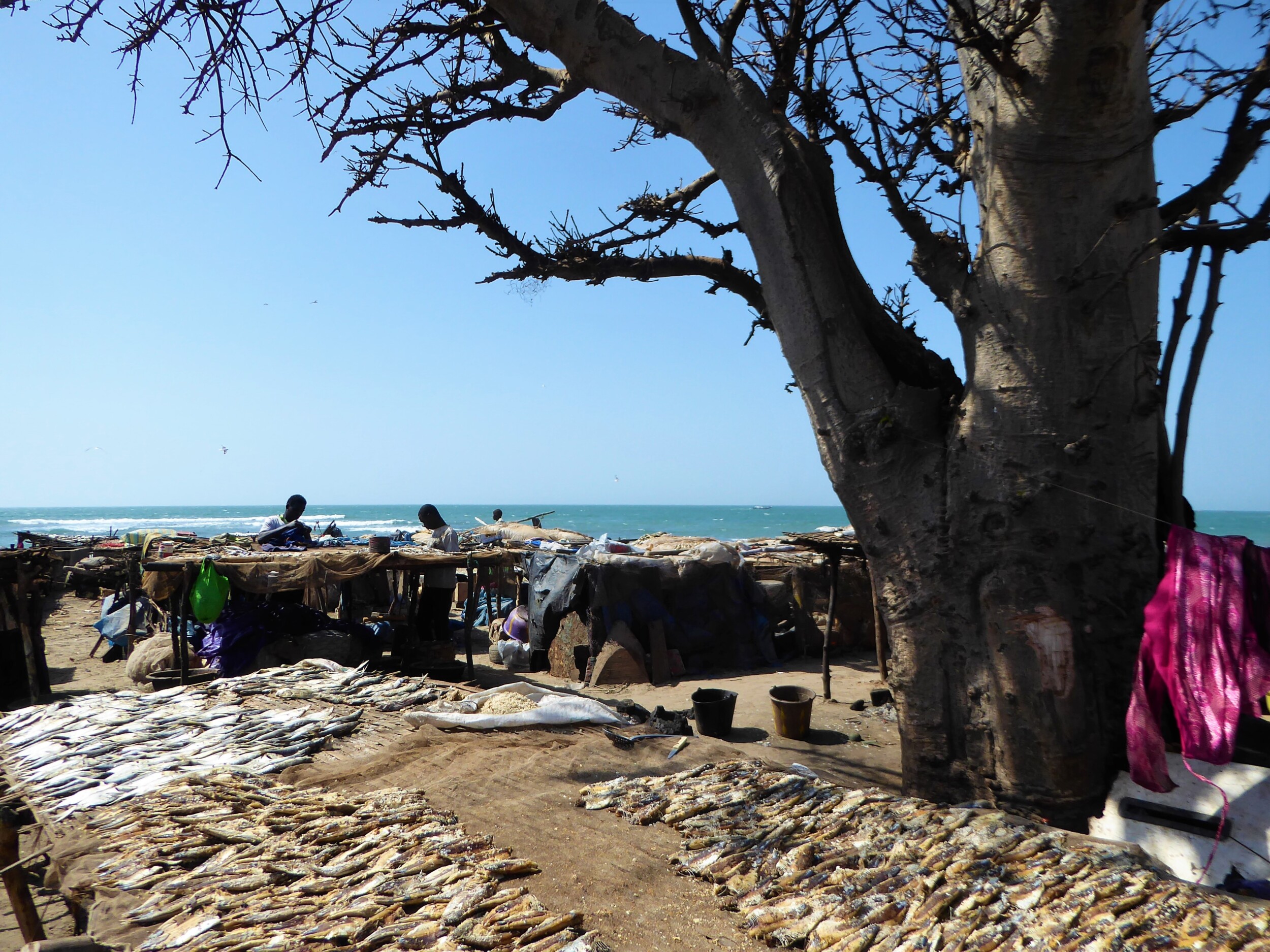 Fietsen naar de Vismarkt van Tanji in The Gambia