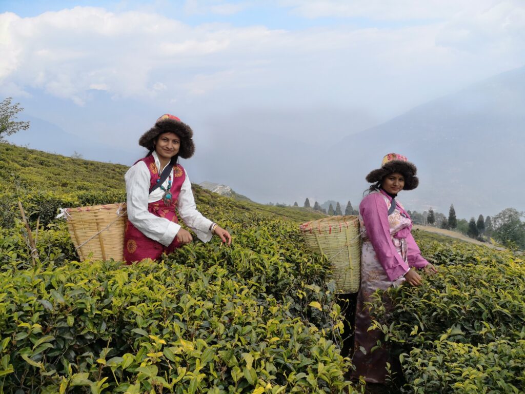 Cultuur in Sikkim - Temi Tea Estate