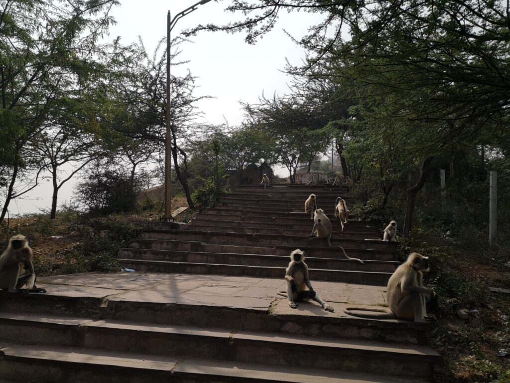 Savitri HIll - Pushkar, India
