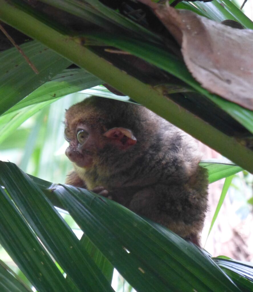 Tarsier aapjes op Bohol