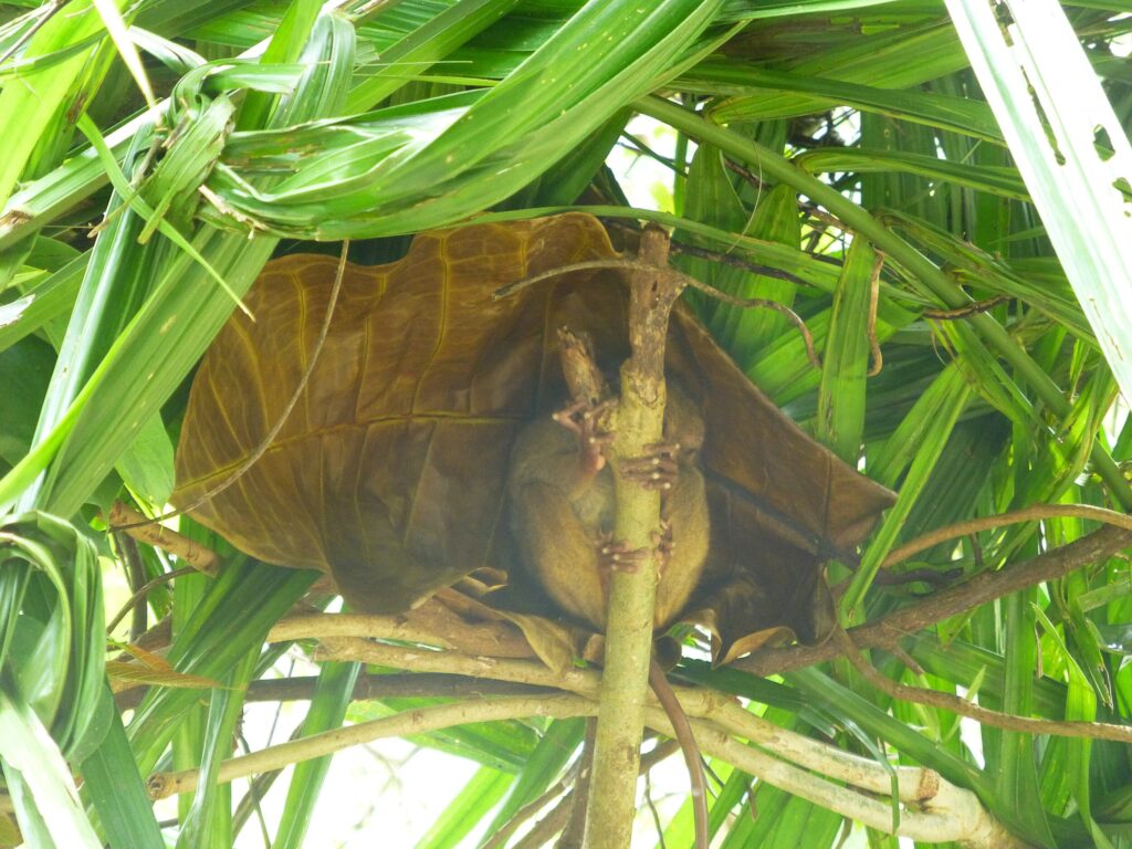 Dagtrip op Bohol - De Filipijnen