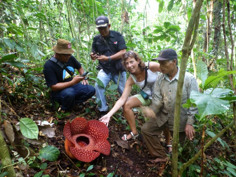 Rafflesia - Grootste Bloem ter Wereld - Indonesie / Maleisie