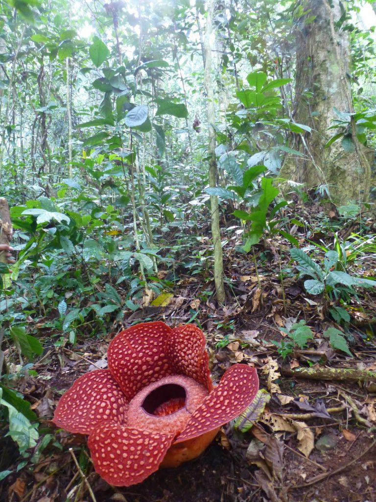 Rafflesia - Grootste Bloem ter Wereld - Indonesie / Maleisie