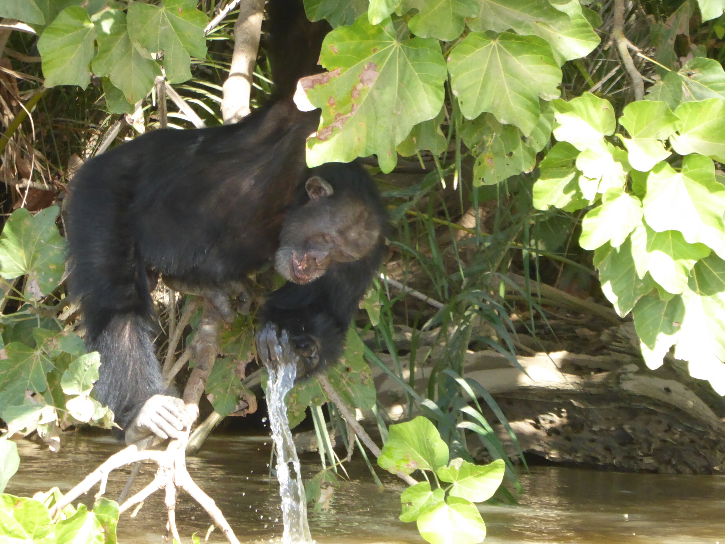 Chimpansee in The Gambia - Kuntaur