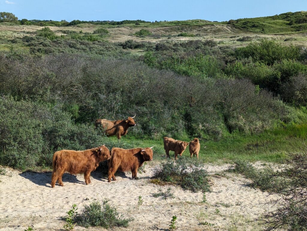 Kustpad Schotse Hooglanders op het Kustpad