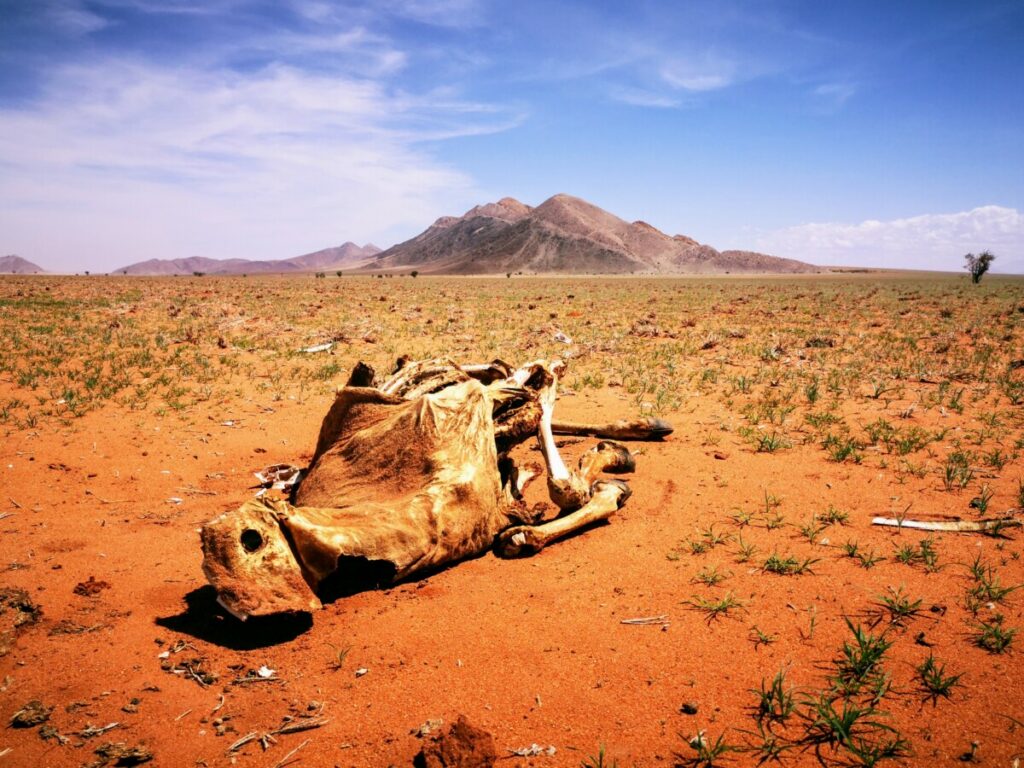 Niet iedereen overleeft de woestijn in Namibië