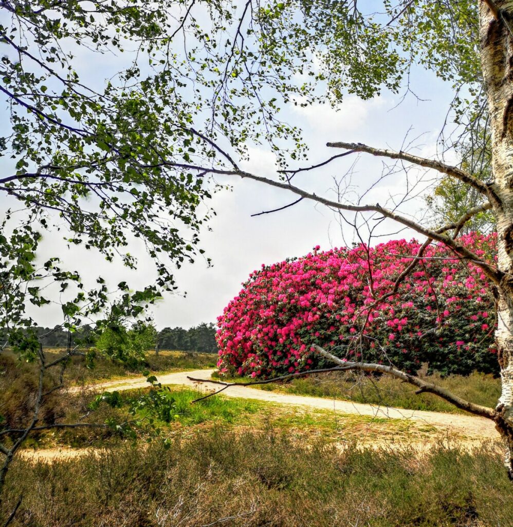 Rododendrons - Palthetoren - Sprengenberg