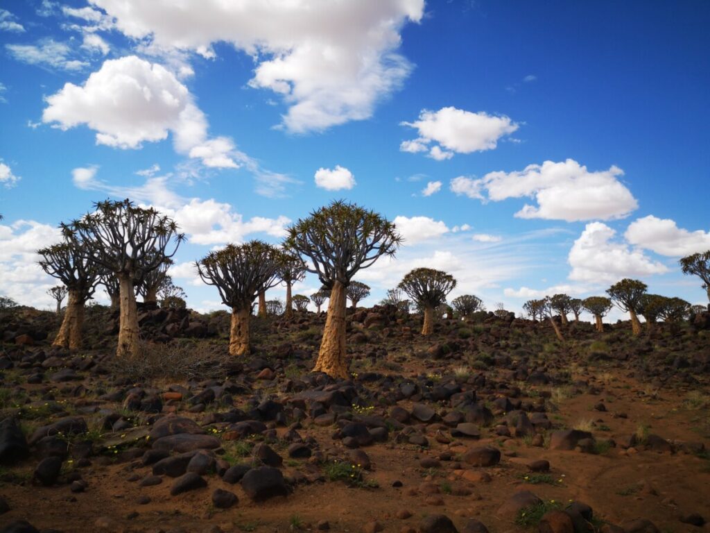 Visit the Unique Quivertree Forest and Giant's Playground - Keetmanshoop, Namibia