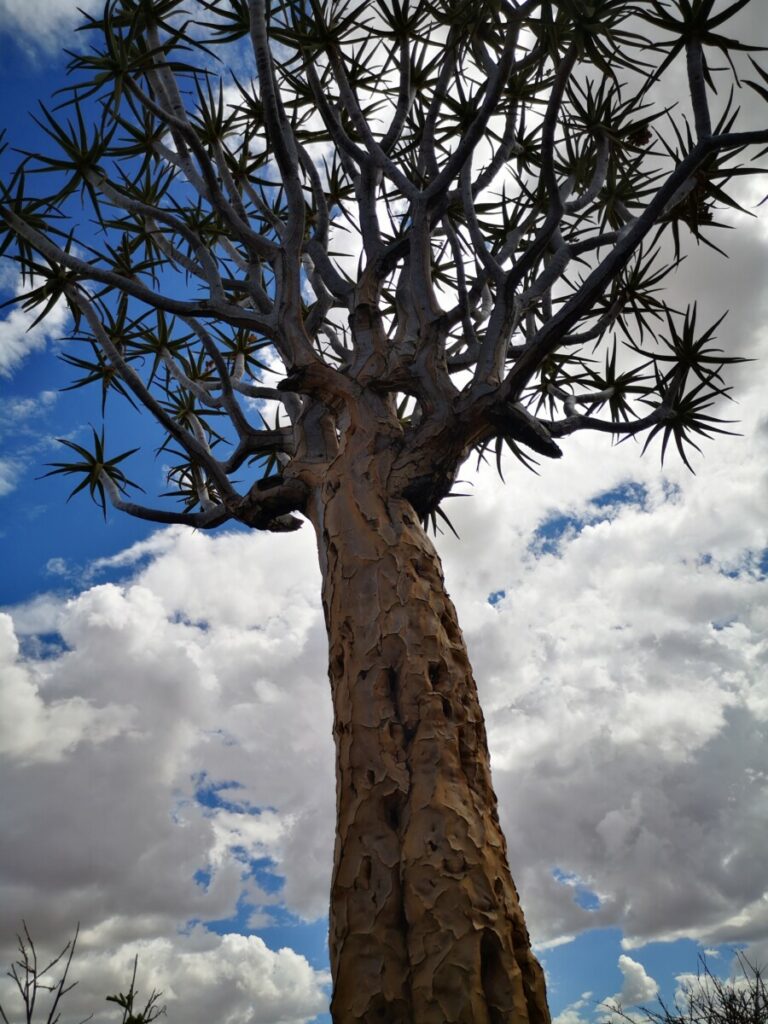 Unieke kokerbomenwoud in Namibie